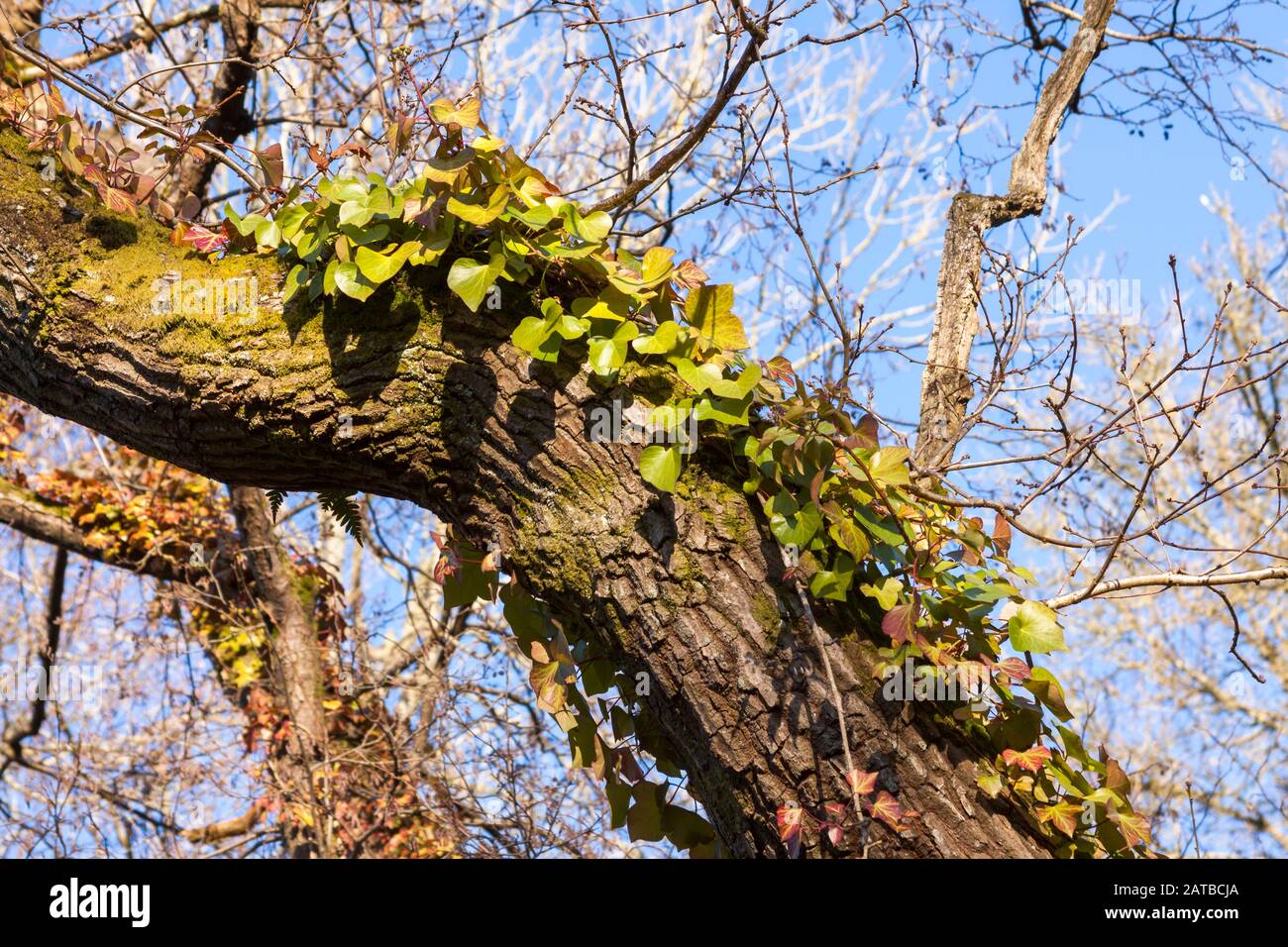 Ivy grows up the side of a tree illuminated by the sun with blue sky