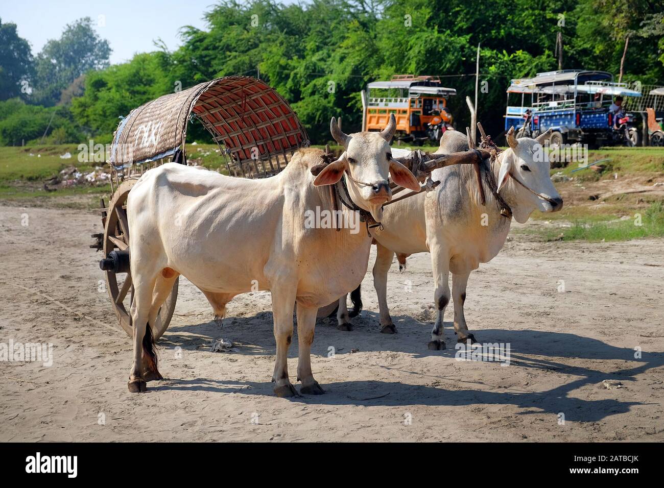 White oxen pulling a wooden cart made of bamboo, serving as taxi, near Mandalay, Myanmar, against a background of green vegetation. Stock Photo