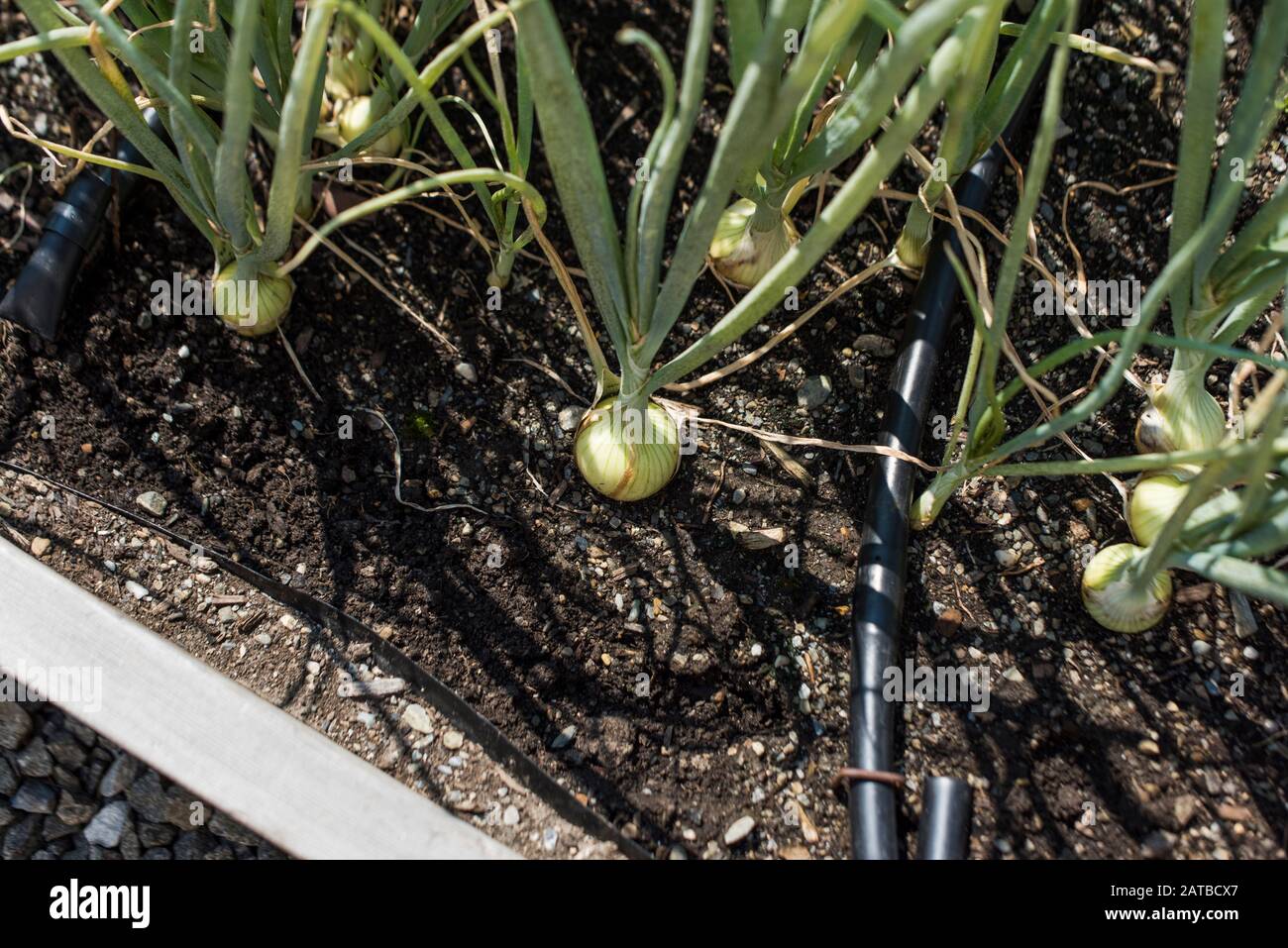 Onions growing in urban garden raised bed Stock Photo