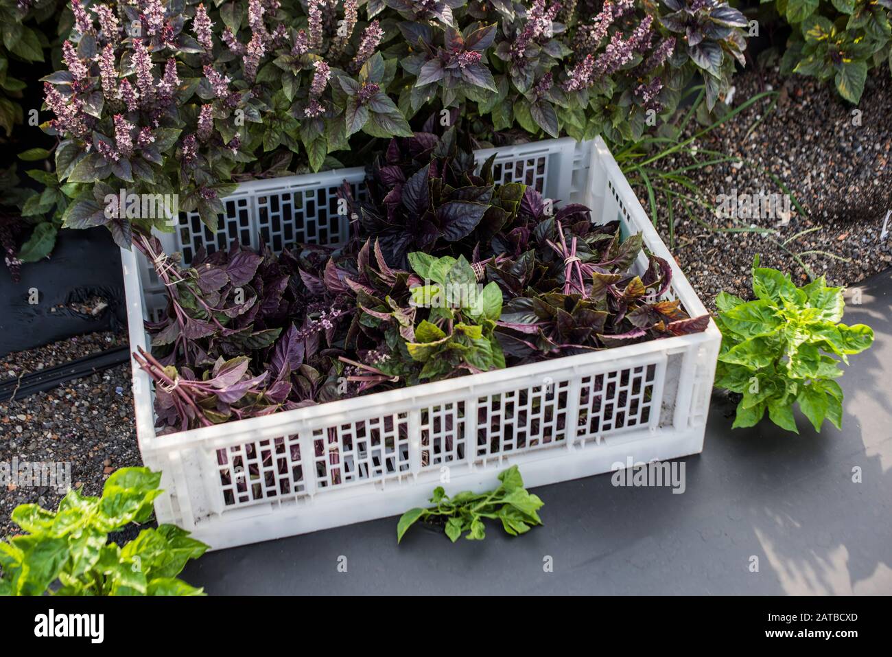 Bunches of harvested  basil in crate Stock Photo