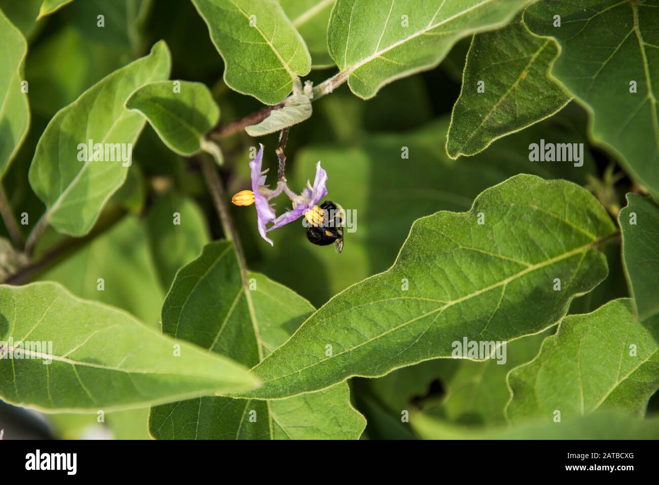 Bumble bee sitting on eggplant flower Stock Photo