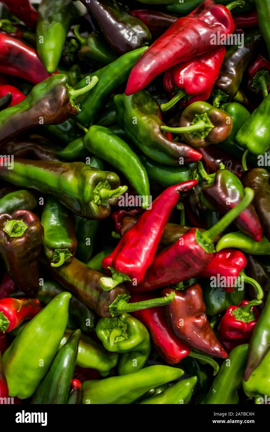 Close-up of harvested Poblano Peppers Stock Photo