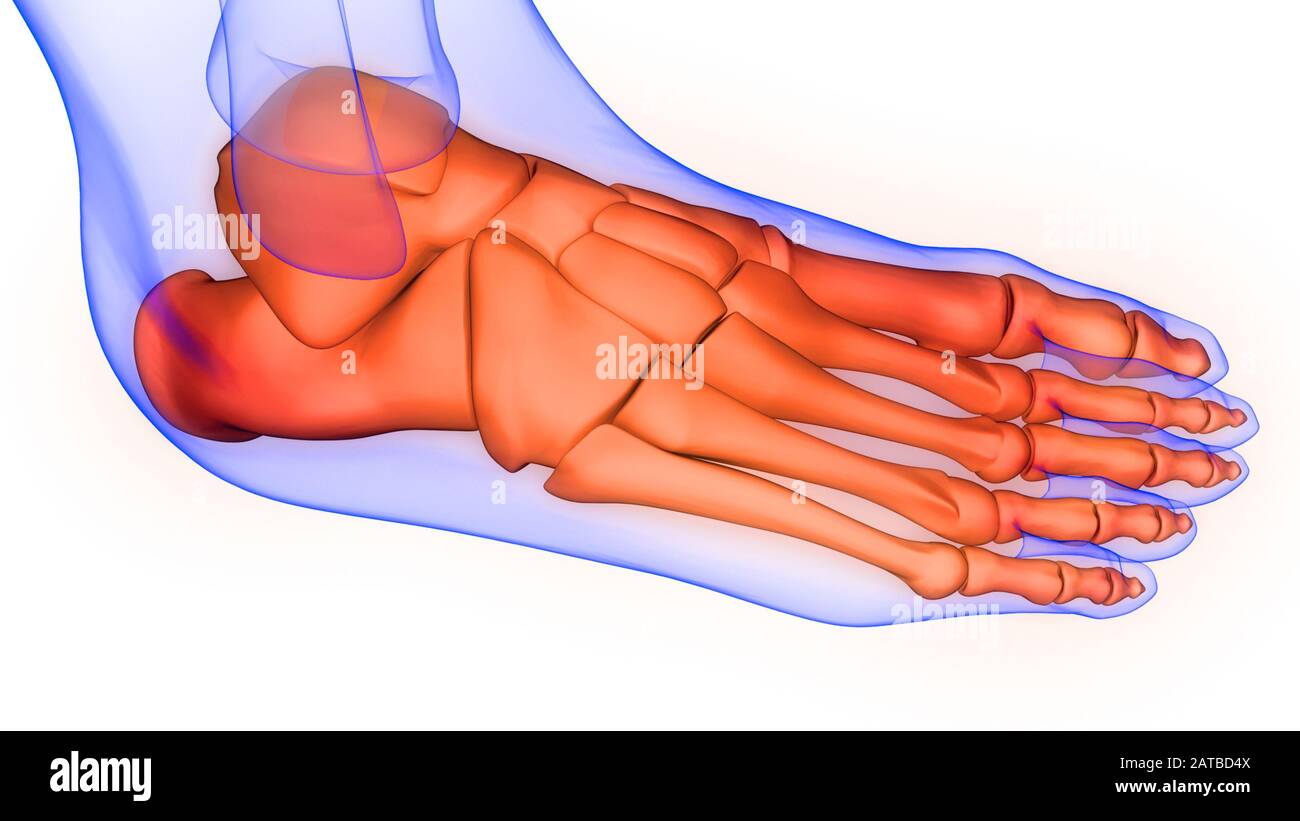 Lower Leg Anatomy High Resolution Stock Photography and Images - Alamy