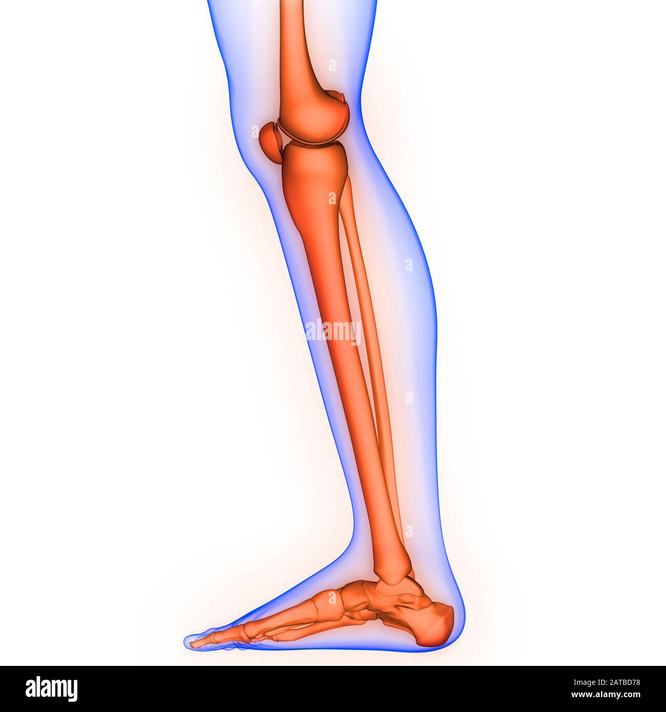 Leg bone hi-res stock photography and images - Alamy