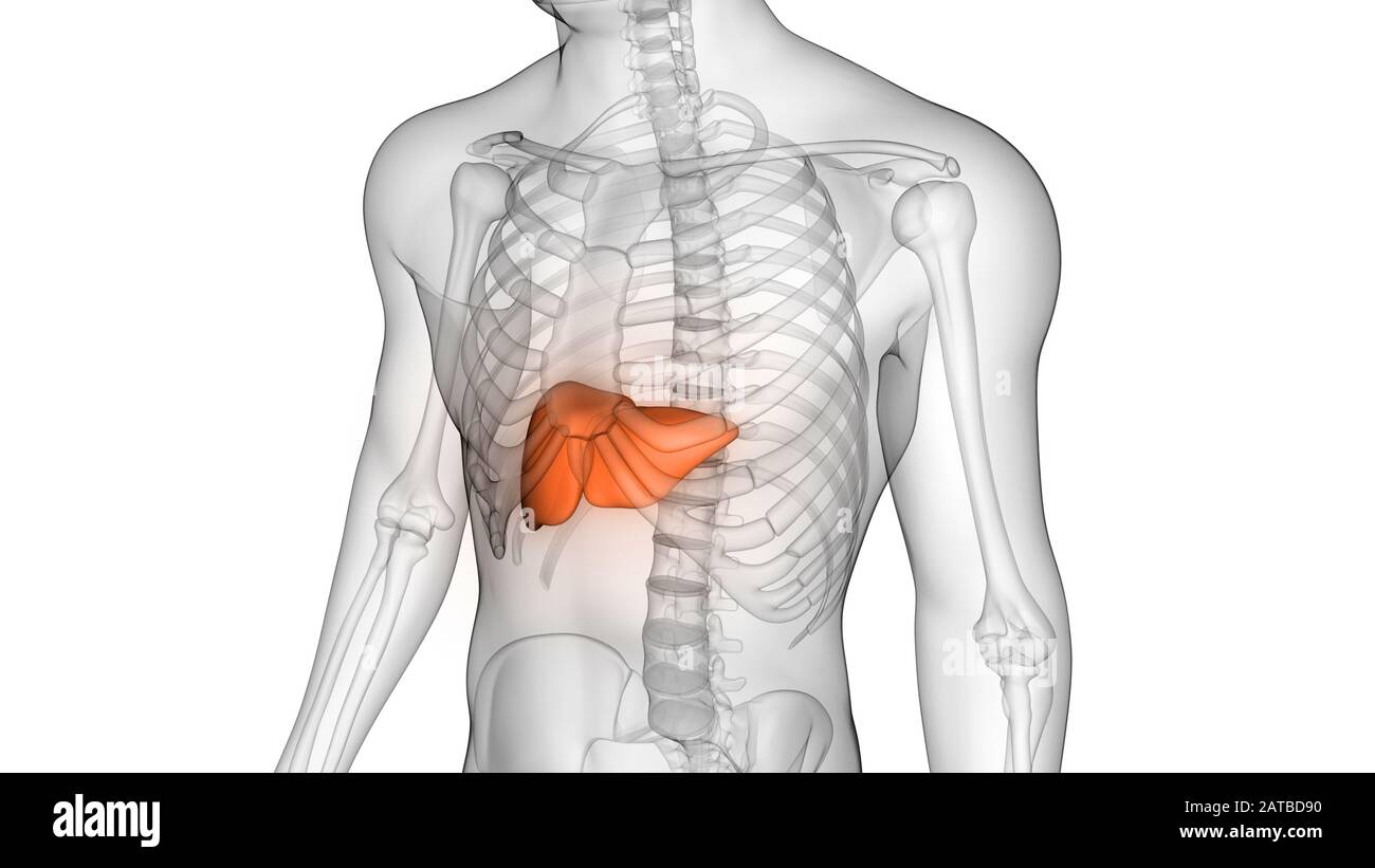 Liver is a Part Human Body Internal Organs Anatomy. 3D Stock Photo