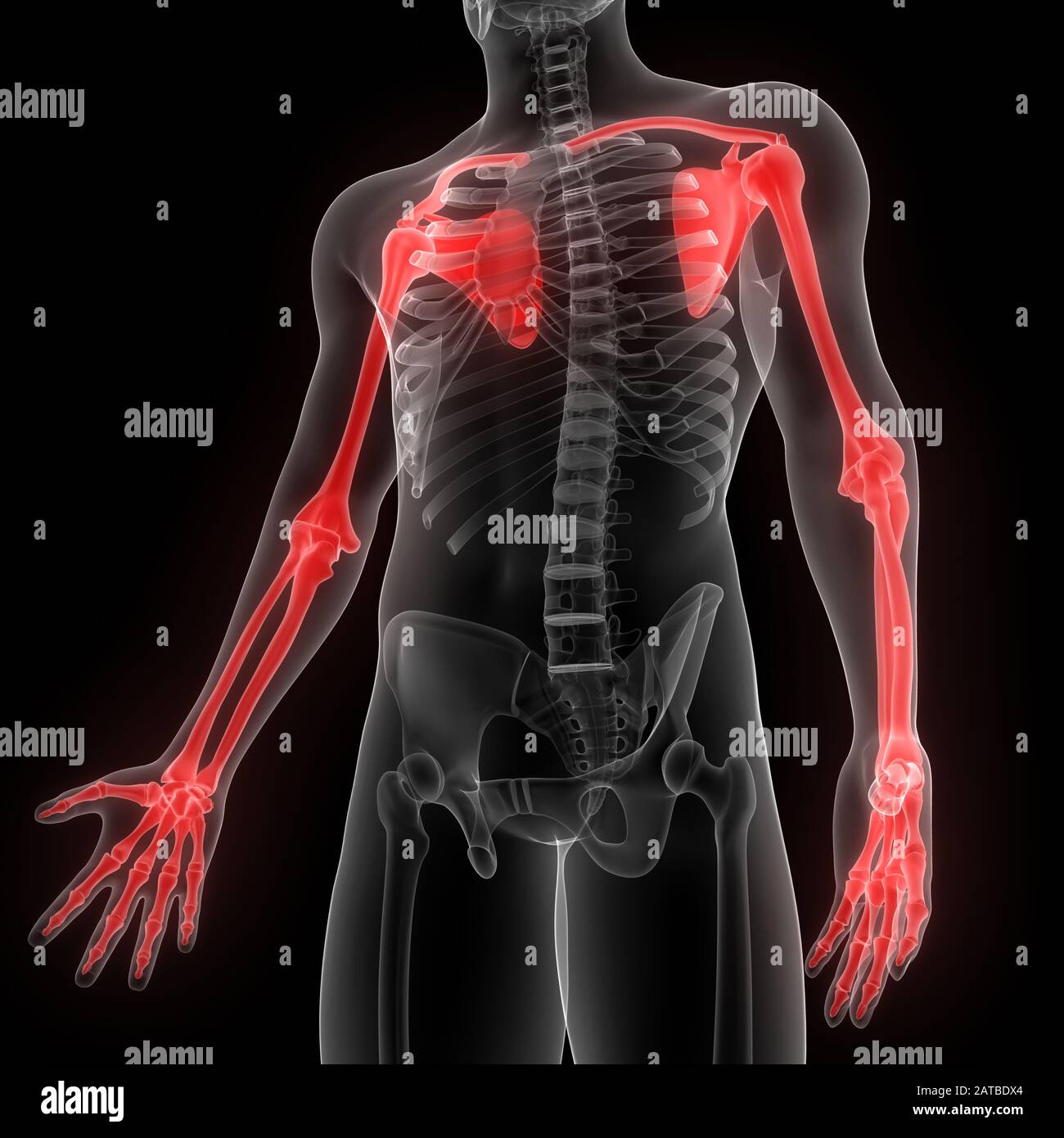Upper Limbs of Human Skeleton System Anatomy Stock Photo