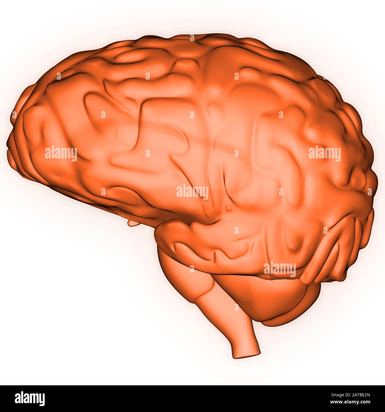 Human Internal Organ Brain with Nervous System Anatomy X-ray 3D rendering Stock Photo