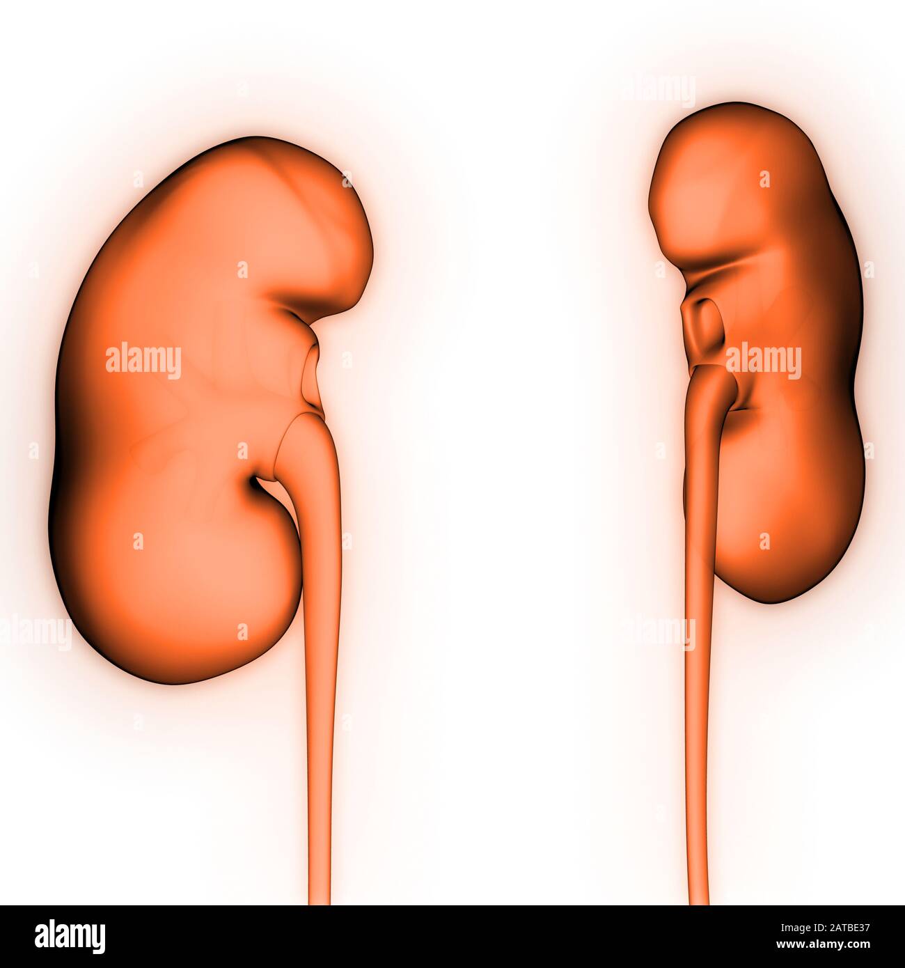 Human Internal organs Urinary System Anatomy 3d rendering Stock Photo