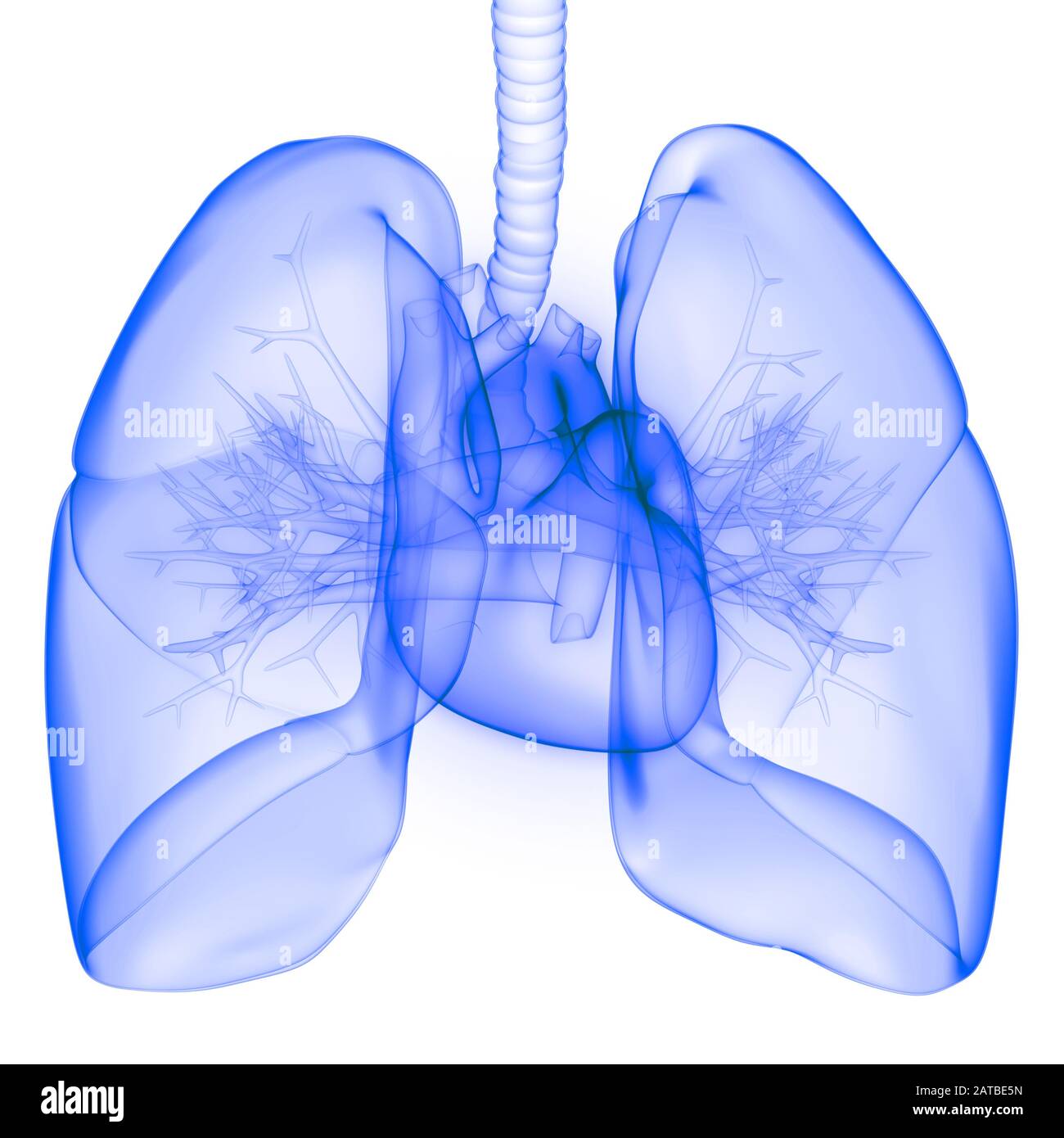 360 View Of Lungs Cross Section 3D Model, 42% OFF