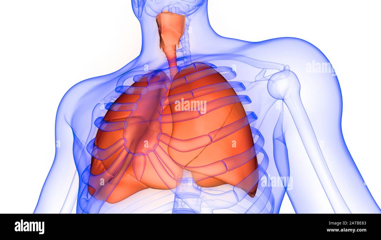 Lungs a Part of Human Respiratory System Anatomy X-ray 3D rendering ...