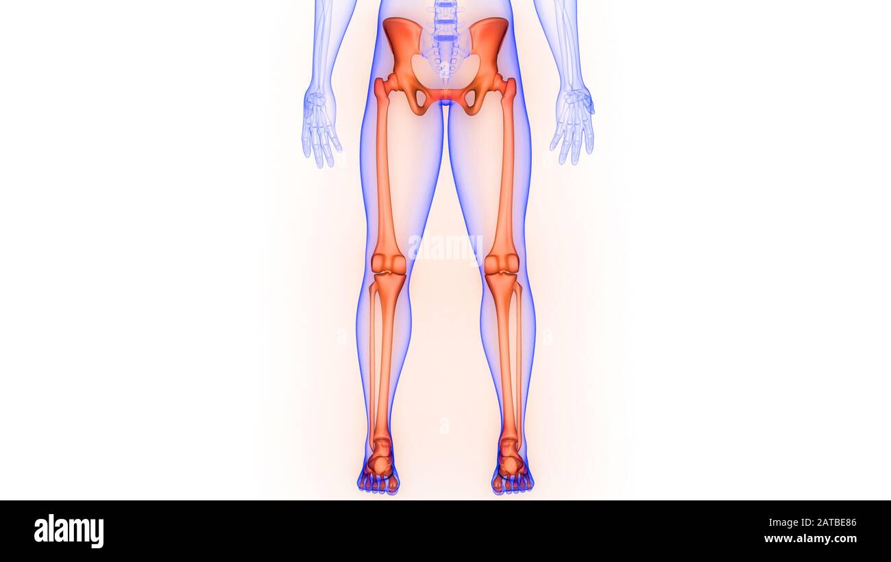 Lower Limbs of Human Skeleton System Anatomy Stock Photo