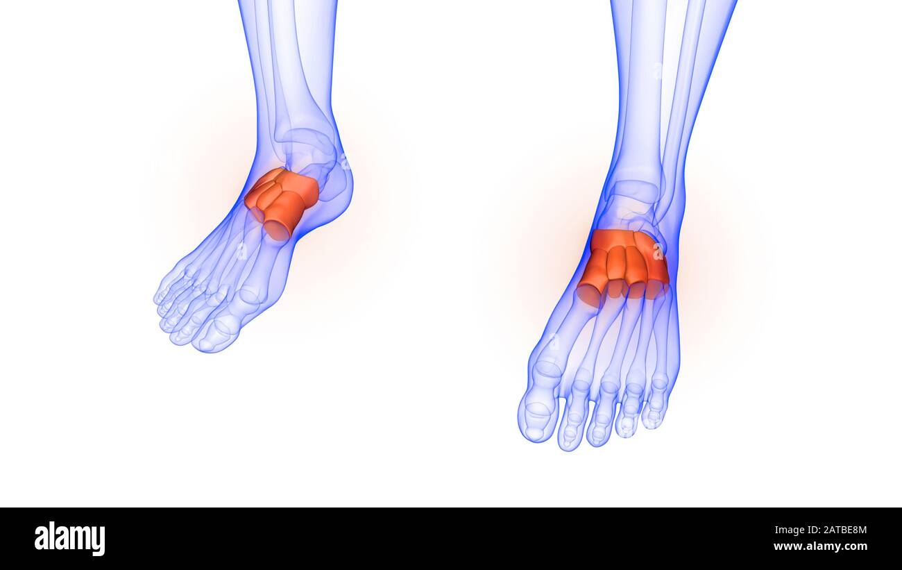 Foot Bone Joints of Human Skeleton System Anatomy Stock Photo Alamy