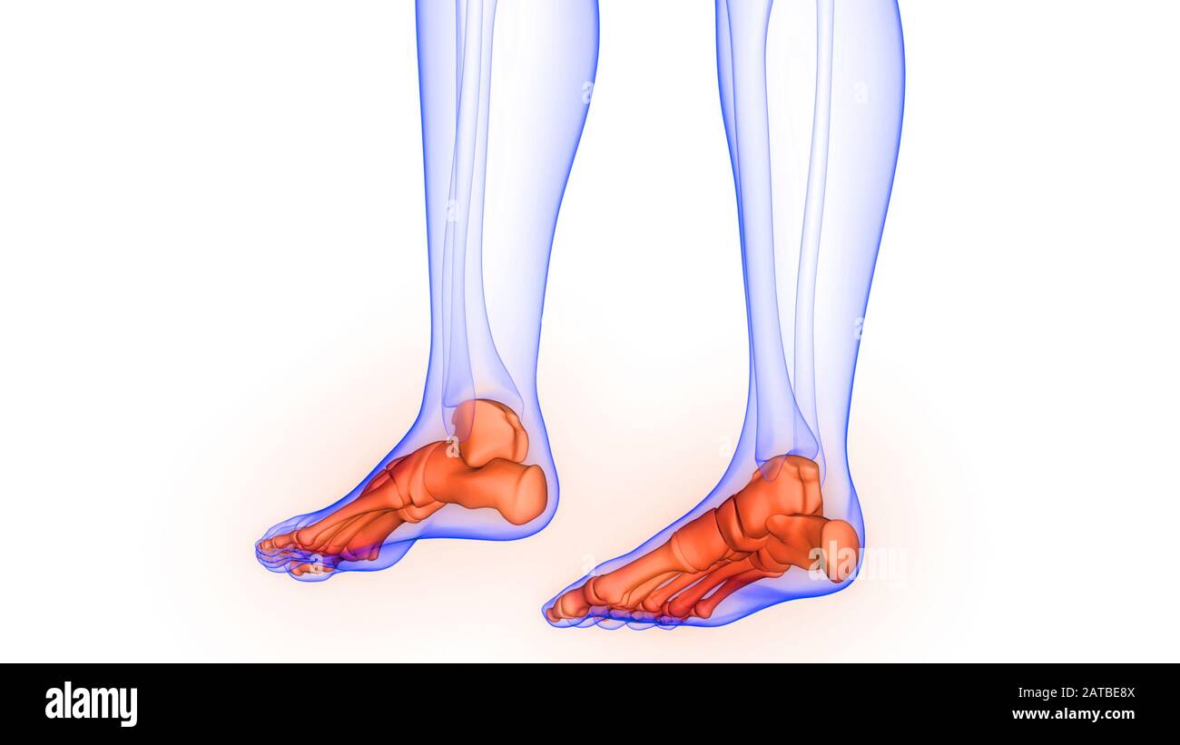 Foot Bone Joints of Human Skeleton System Anatomy Stock Photo Alamy