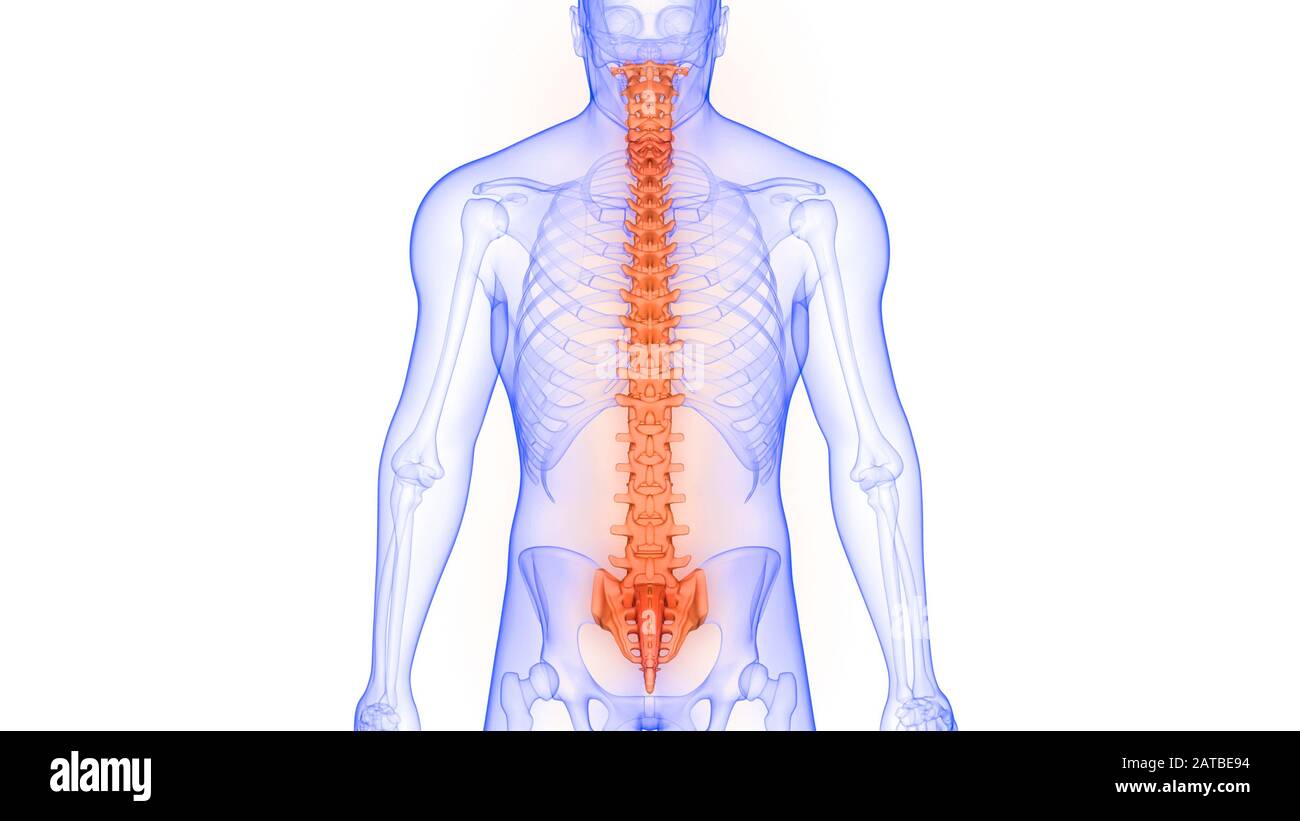 Vertebral Column High Resolution Stock Photography And Images Alamy