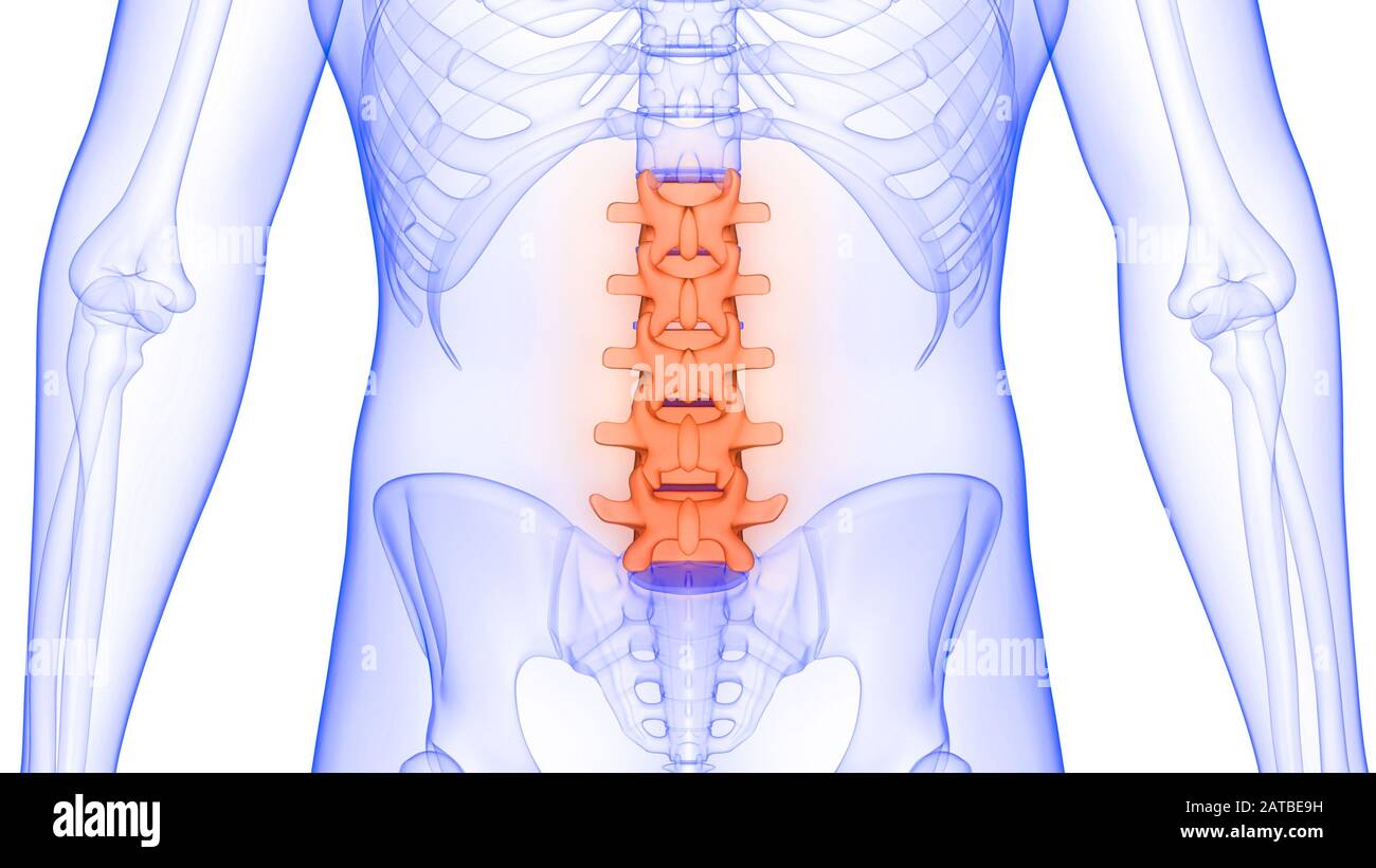 Vertebral Column of Human Skeleton Anatomy Xray 3D rendering Stock