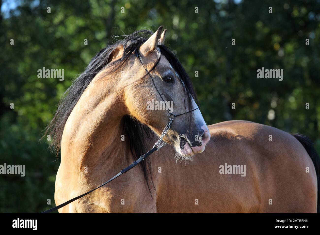 Paso Fino horse winner portrait in stud farm Stock Photo