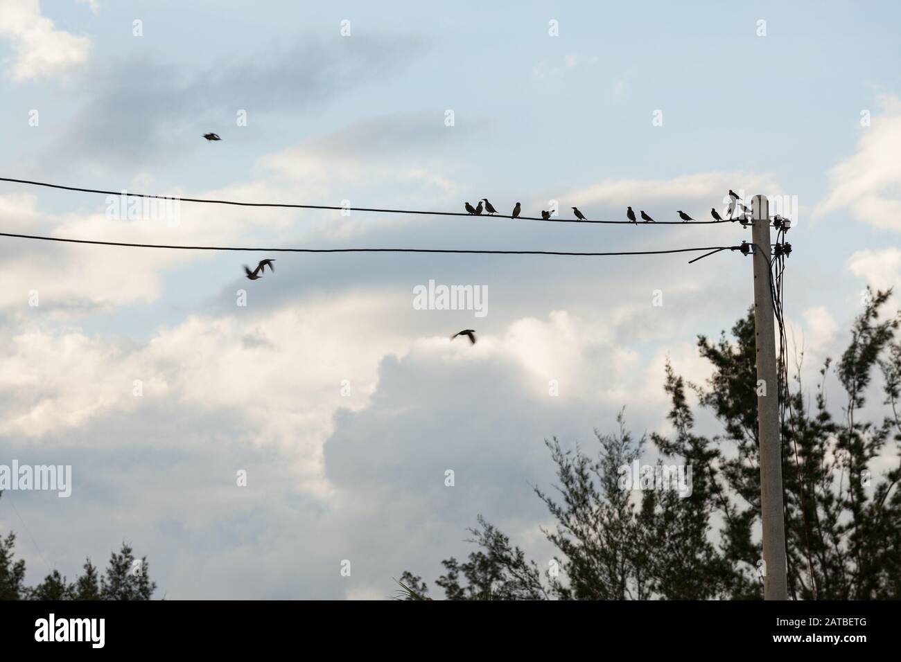 Birds sitting on small power line and sky background Stock Photo - Alamy