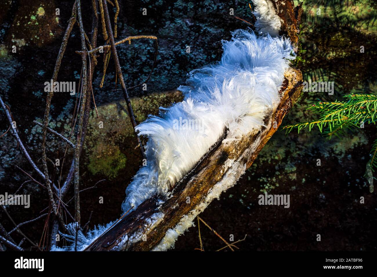 Hair ice, also known as ice wool or frost beard, ice that forms on dead