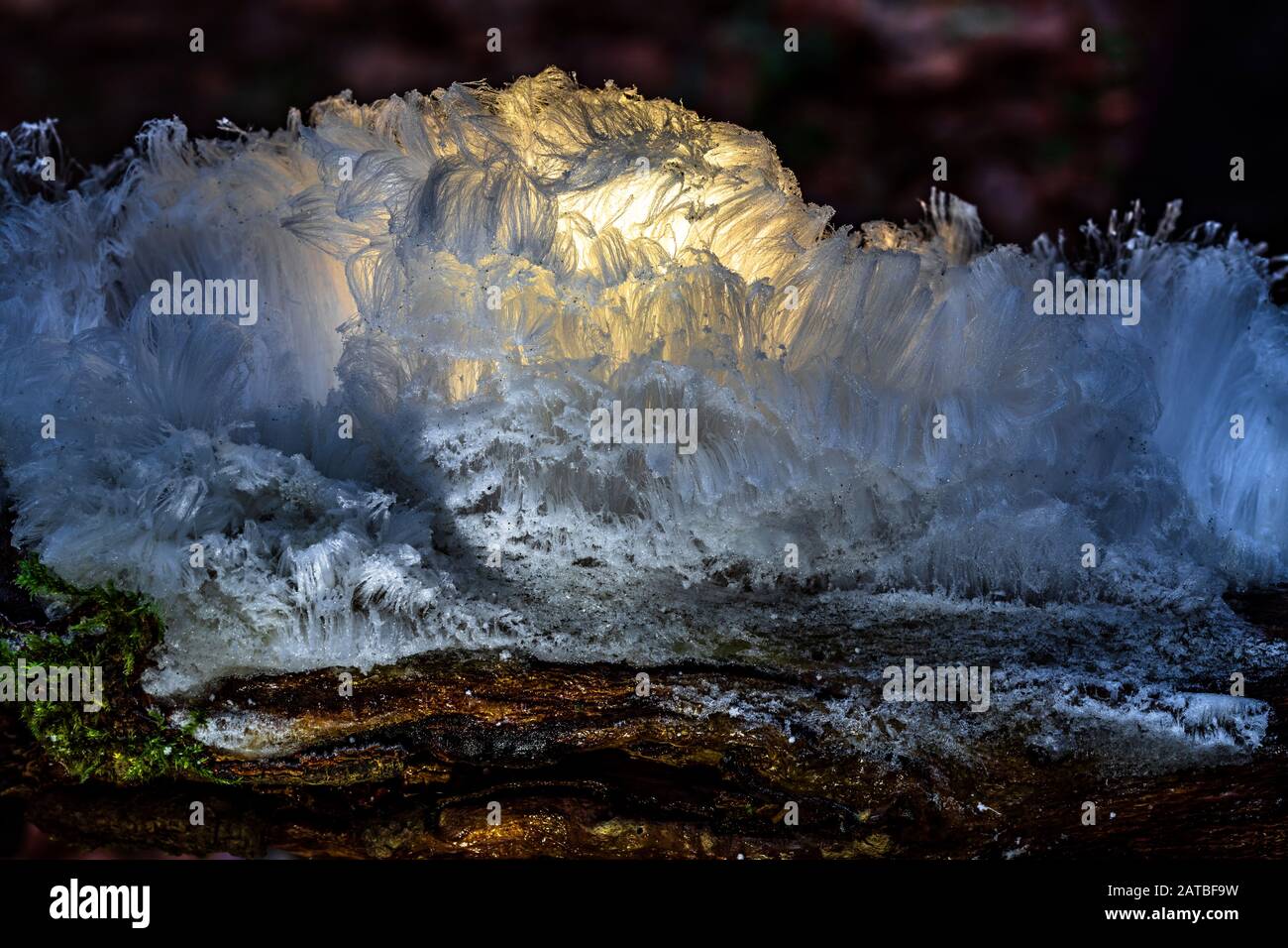 Hair ice, also known as ice wool or frost beard, ice that forms on dead
