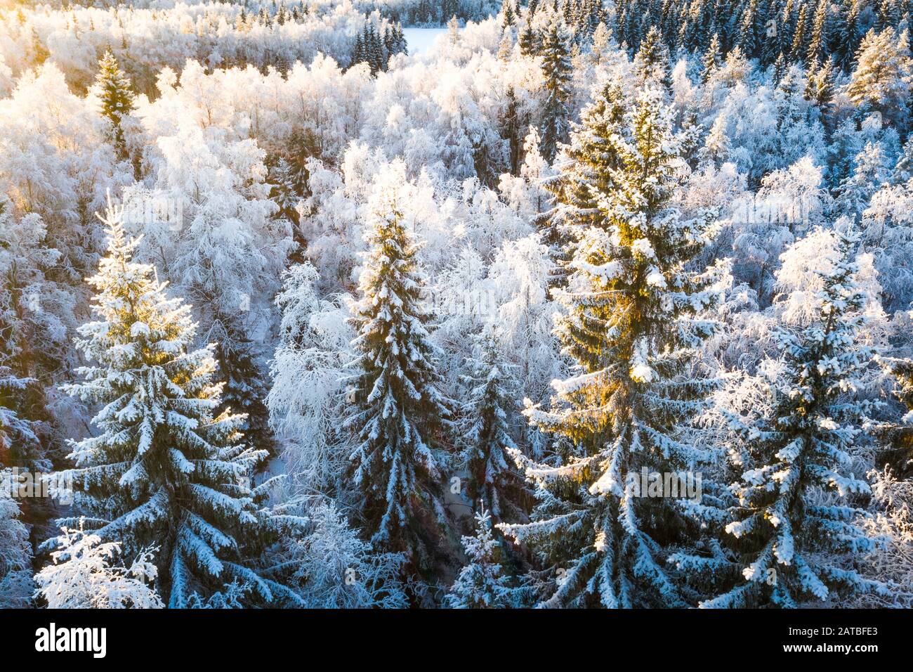 Cold frosty morning in the forest of Swedish Lapland, Norrland. Stock Photo