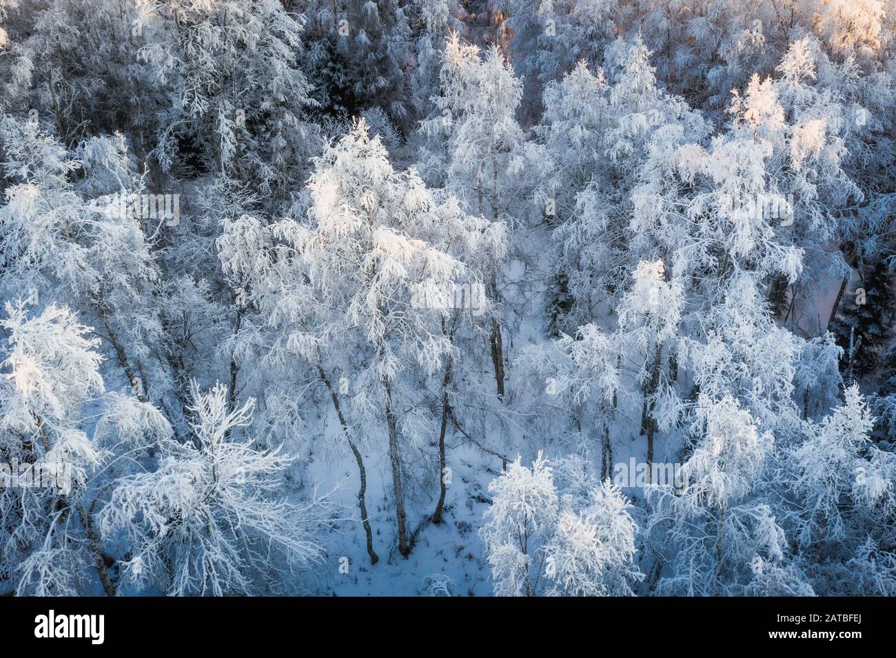 Cold frosty morning in the forest of Swedish Lapland, Norrland. Stock Photo