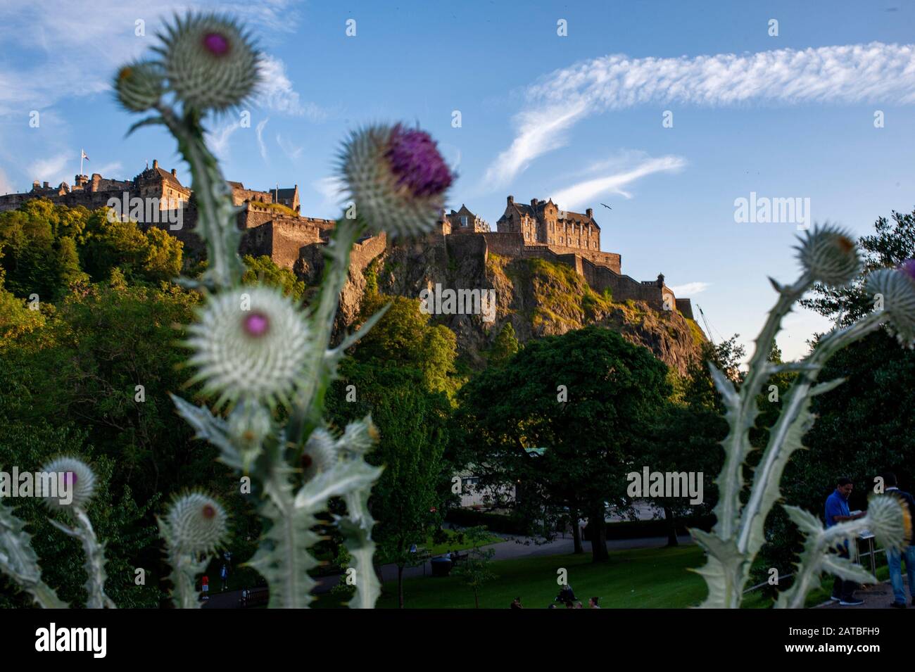 View of Edinburgh castle with thisle flowers in front of it. Edinburgh