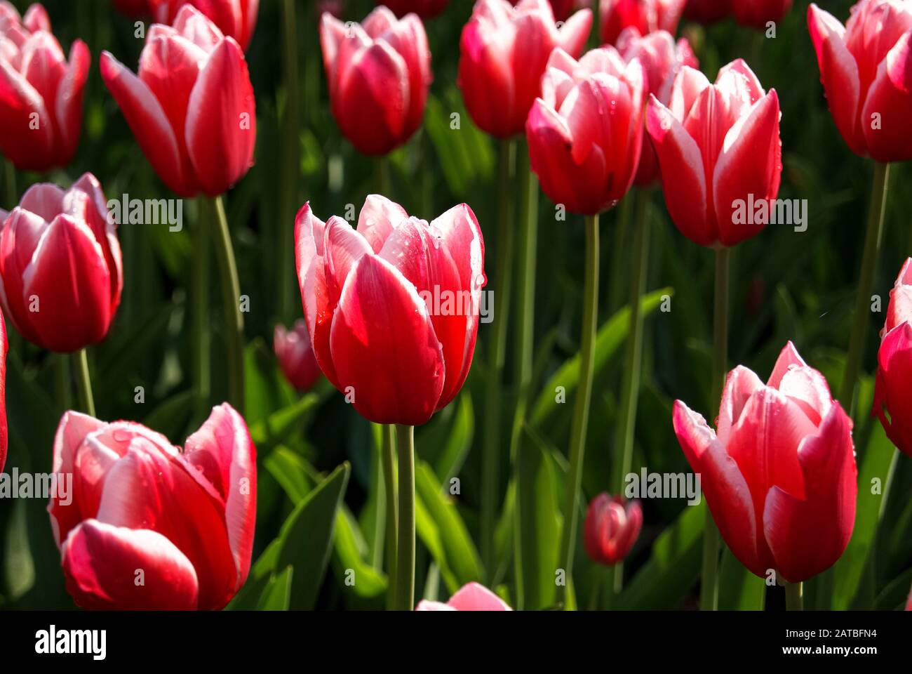 Red tulips with white tips in Keukenhof park in Nederlands Stock Photo ...