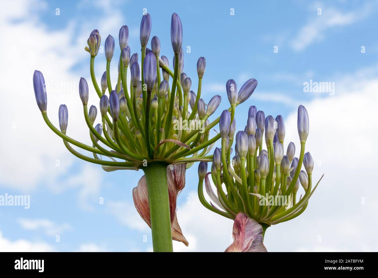African lily, agapanthus umbellatus, 'ovatus' Stock Photo