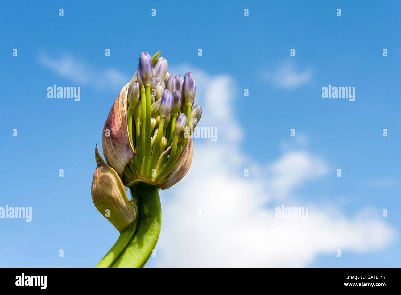 African lily, agapanthus umbellatus, 'ovatus' Stock Photo