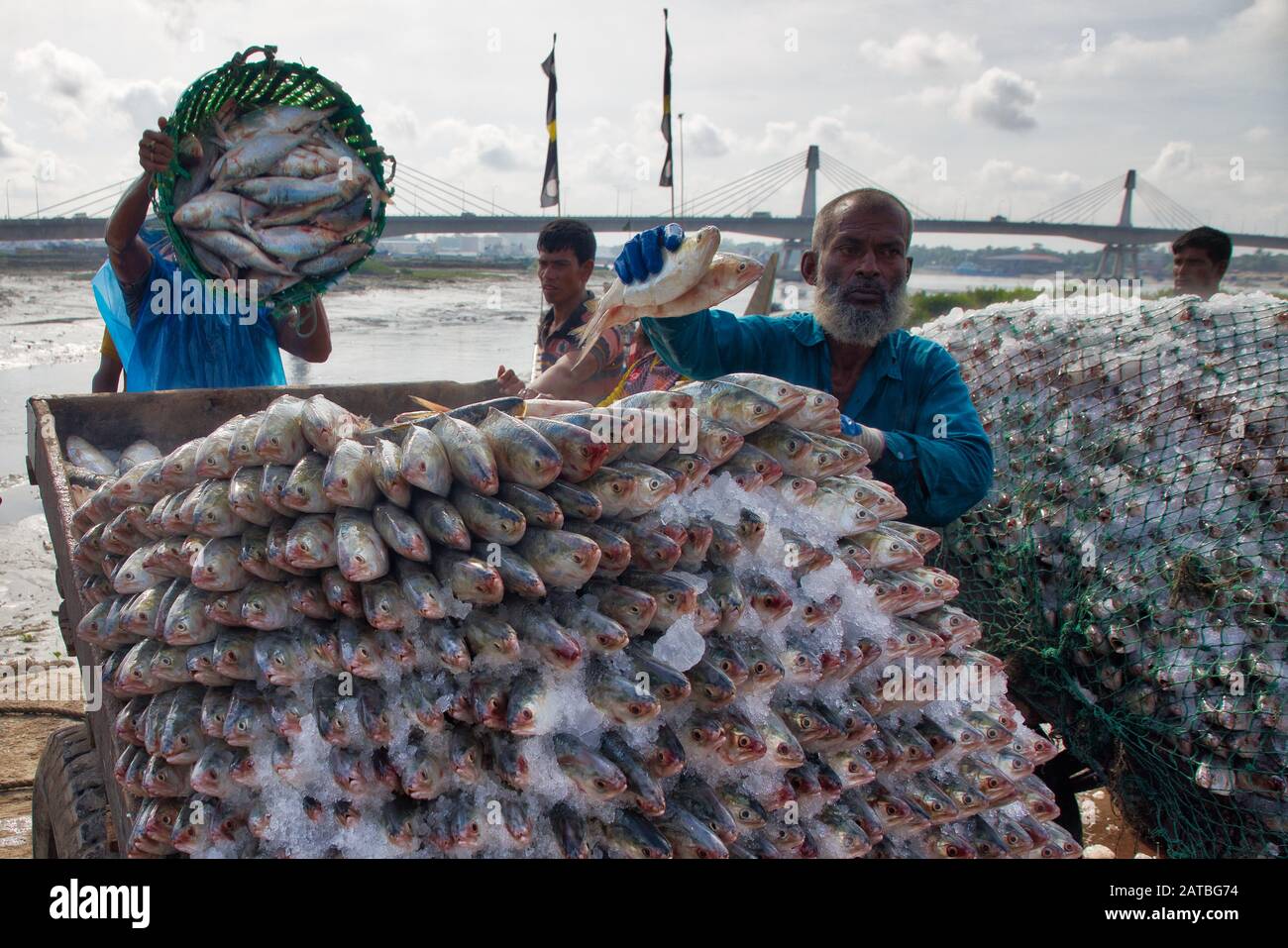 Workers carry huge quantity of Hilsa fish at Fisheryghat in Chittagong, Bangladesh. Stock Photo