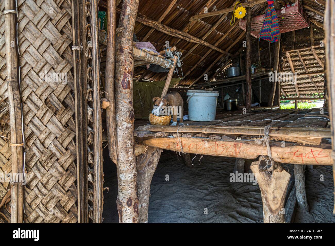 Little Dog in typical Hut of Papua New Guinea Stock Photo