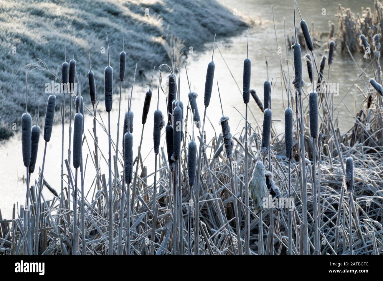 Bulrushes beside small pond on frosty winter morning, Newbury, Berkshire, England, United Kingdom, Europe Stock Photo
