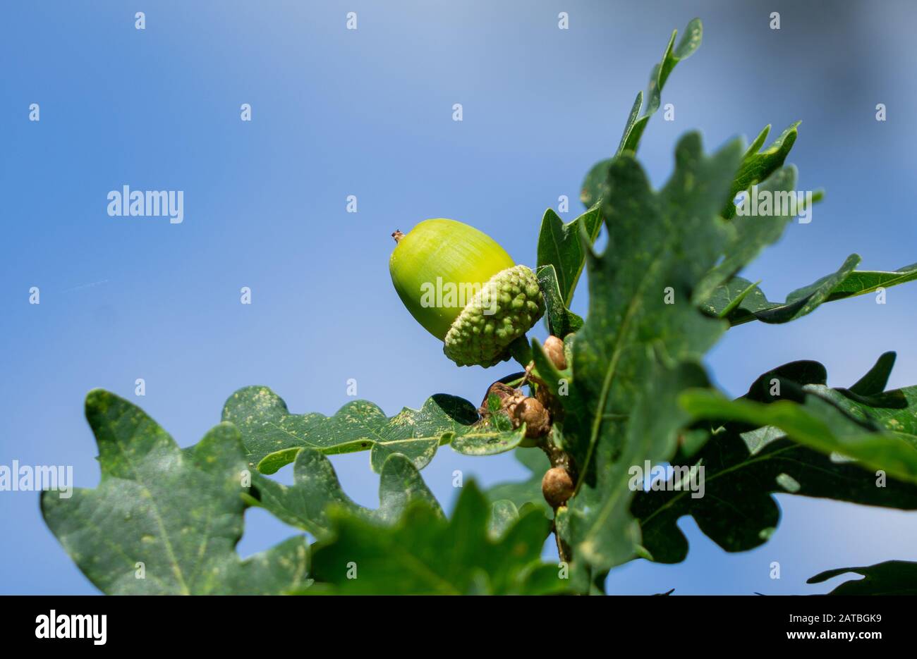 Oak leaves attached hires stock photography and images Alamy