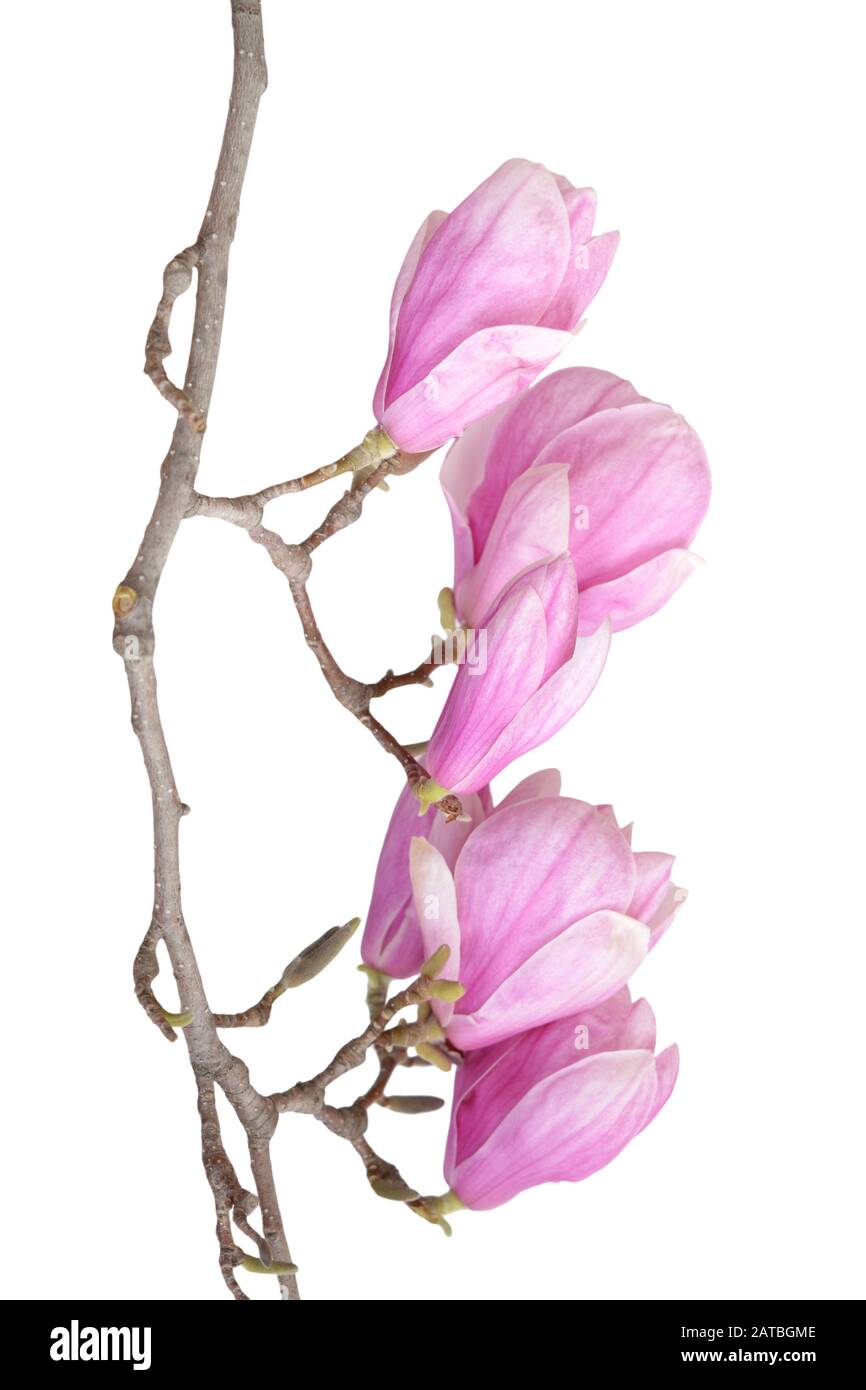 A branch pink magnolia flower isolate on white Stock Photo - Alamy