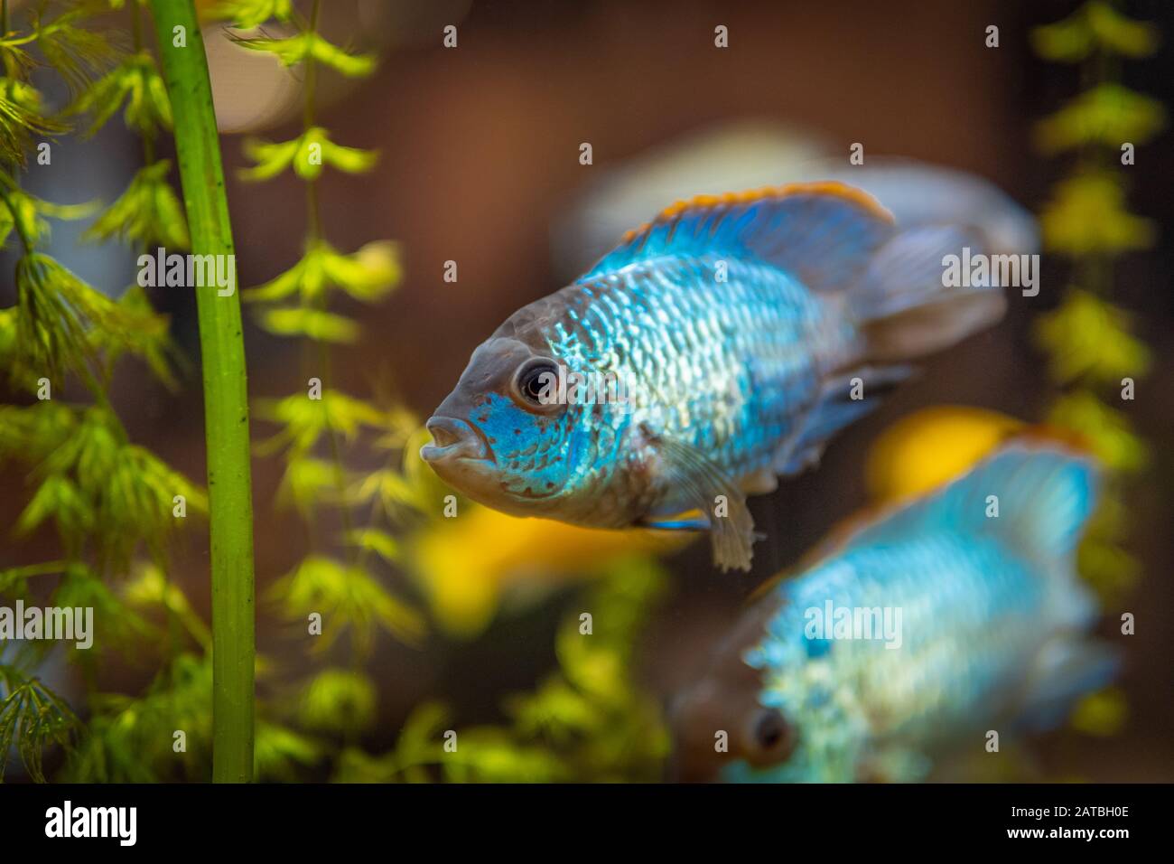 Blue fish in freshwater aquarium with green beautiful planted tropical.  Fish in freshwater aquarium. Colorful fish on green background Stock Photo  - Alamy