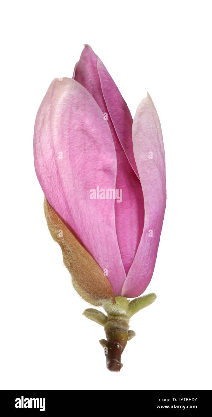pink magnolia flower isolated on white background Stock Photo - Alamy