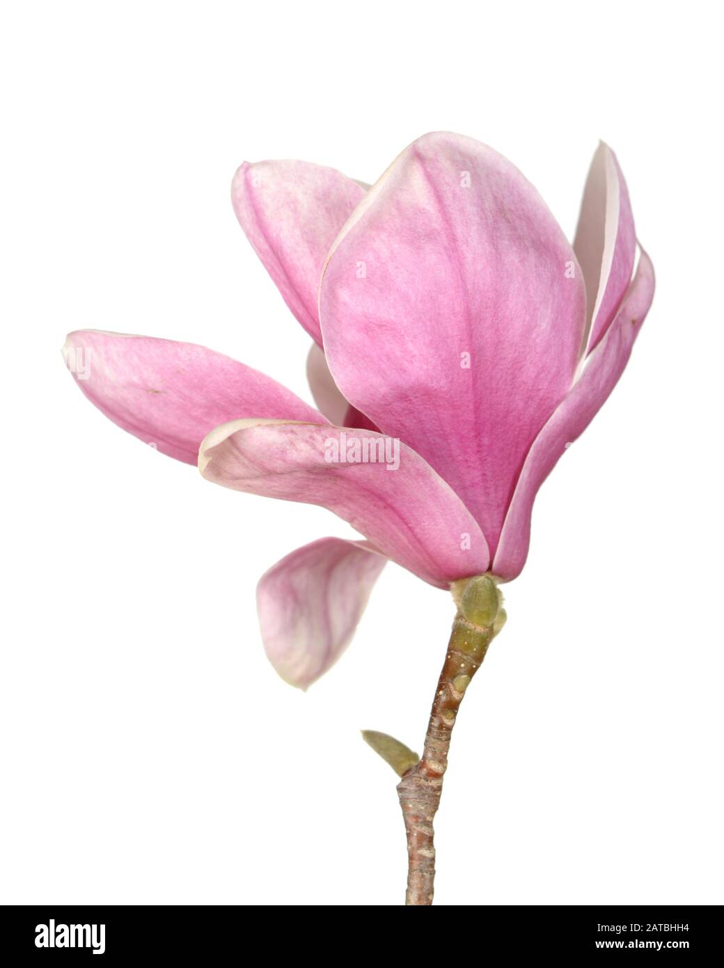 pink magnolia flower isolated on white background Stock Photo - Alamy