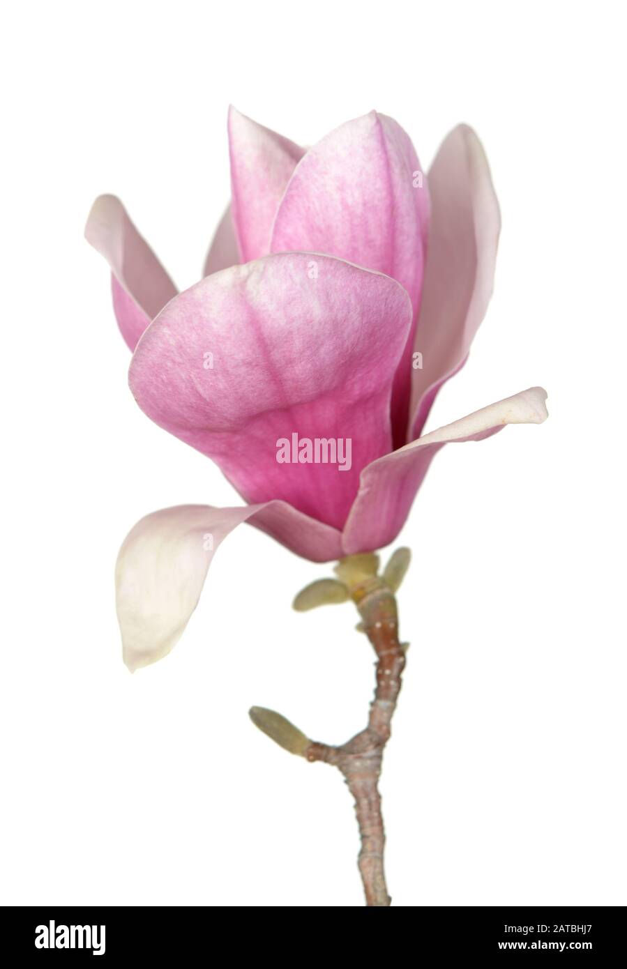 pink magnolia flower isolated on white background Stock Photo - Alamy