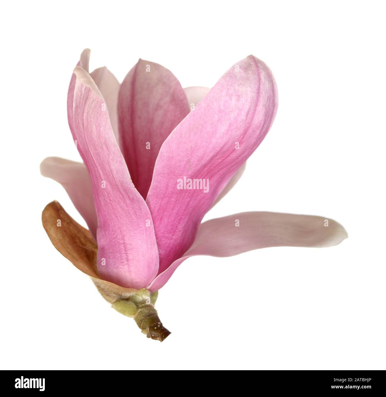 pink magnolia flower isolated on white background Stock Photo - Alamy