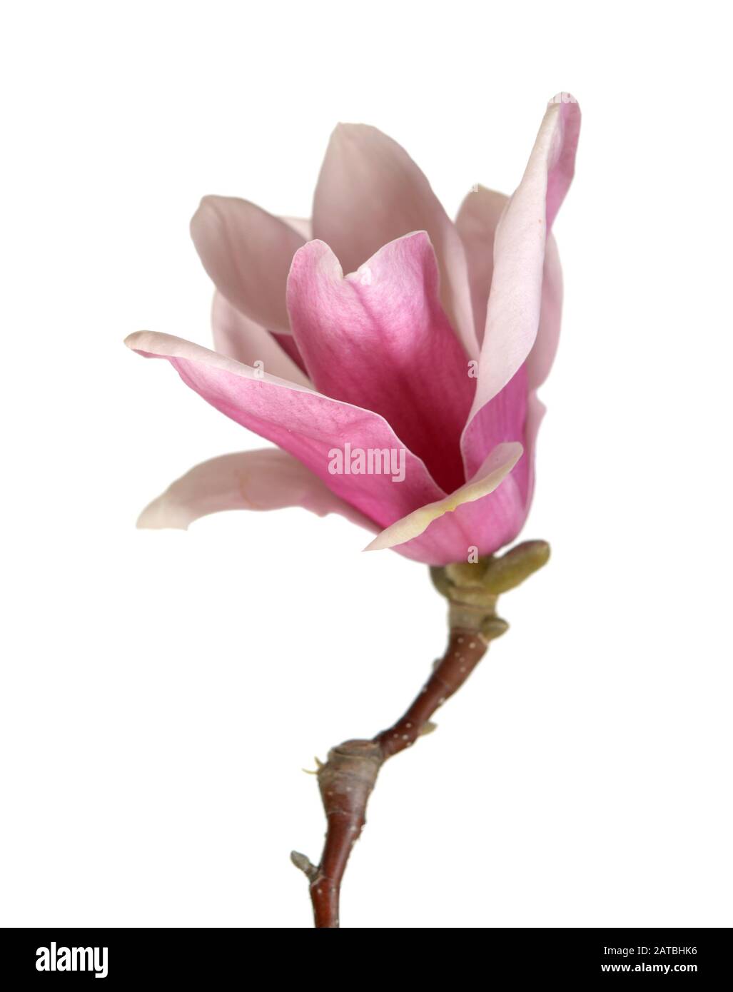 pink magnolia flower isolated on white background Stock Photo - Alamy