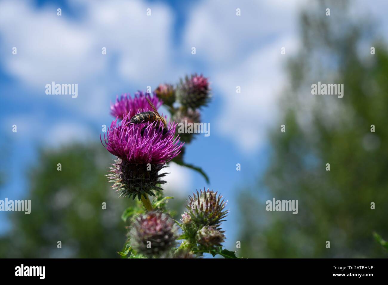 Green leaves and purple flowers of a wild greater burdock Arctium lappa ...