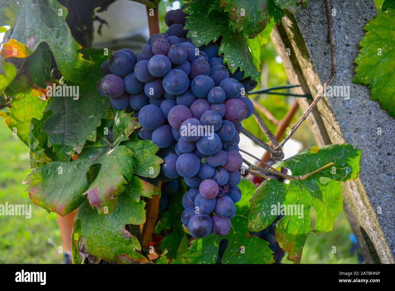 Wonderful closeup of a bunch of big, ripe, juicy, red concord grapes and their green vine leaves. Beautiful fruit from a vineyard in Tuscany, Chianti Stock Photo
