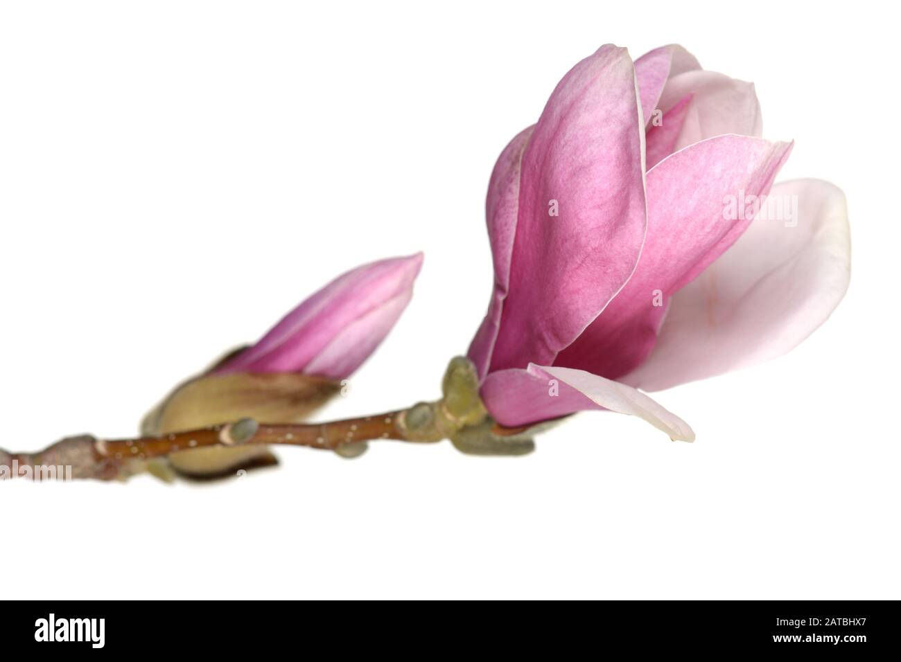 pink magnolia flower isolated on white background Stock Photo - Alamy