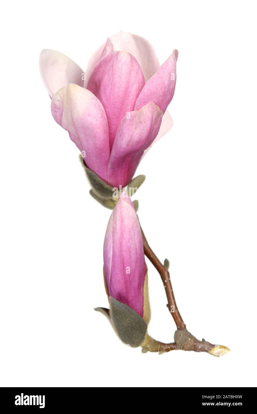 pink magnolia flower isolated on white background Stock Photo - Alamy