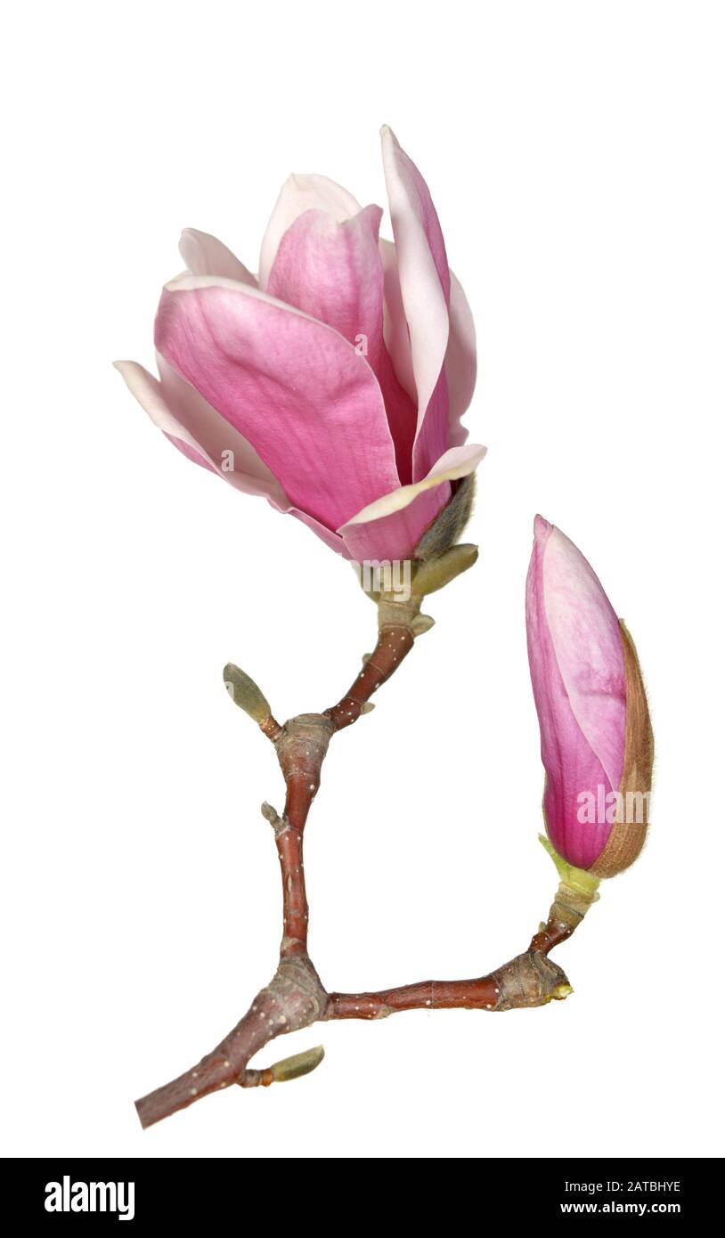 pink magnolia flower isolated on white background Stock Photo - Alamy