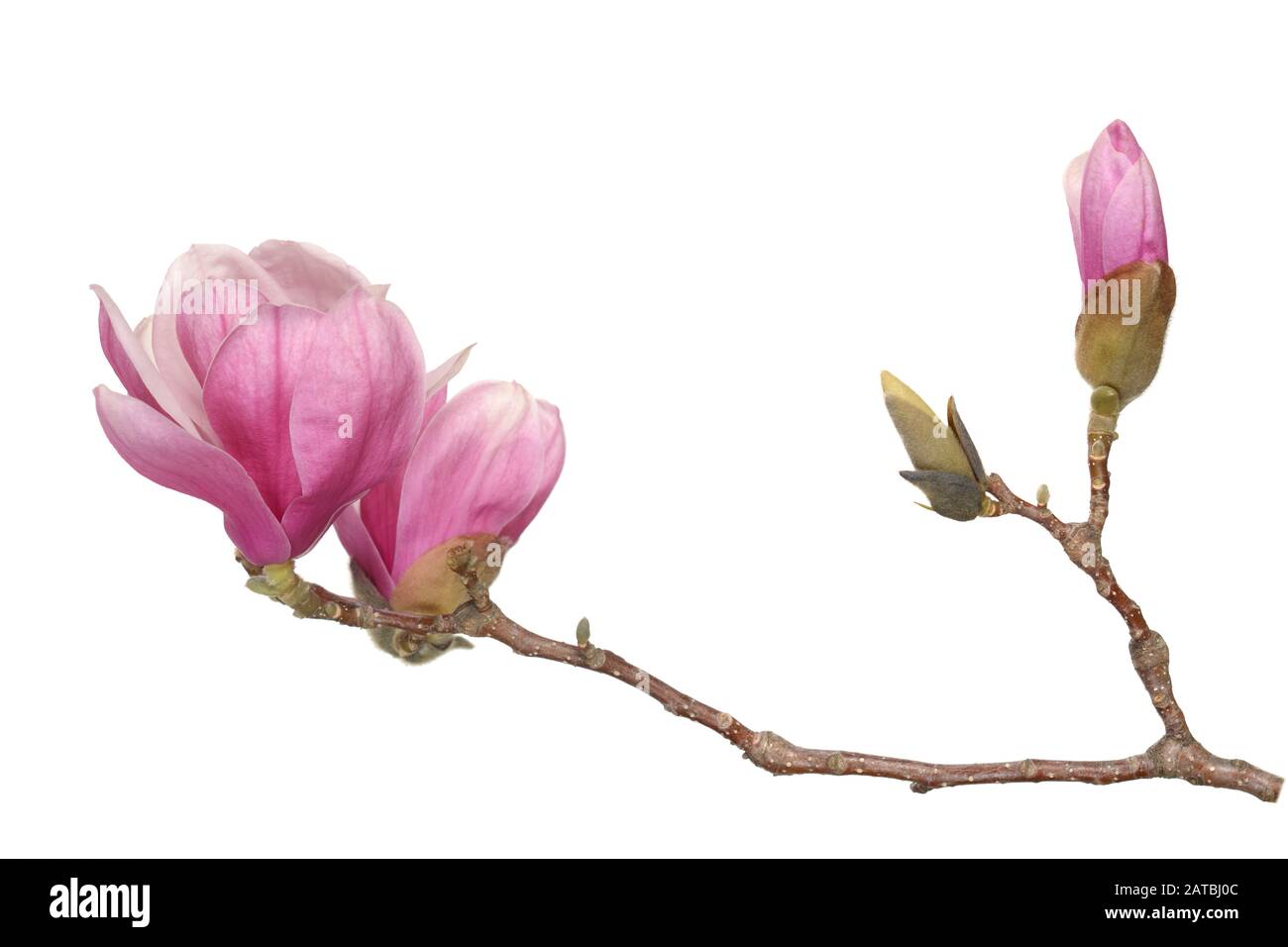 pink magnolia flower isolated on white background Stock Photo - Alamy