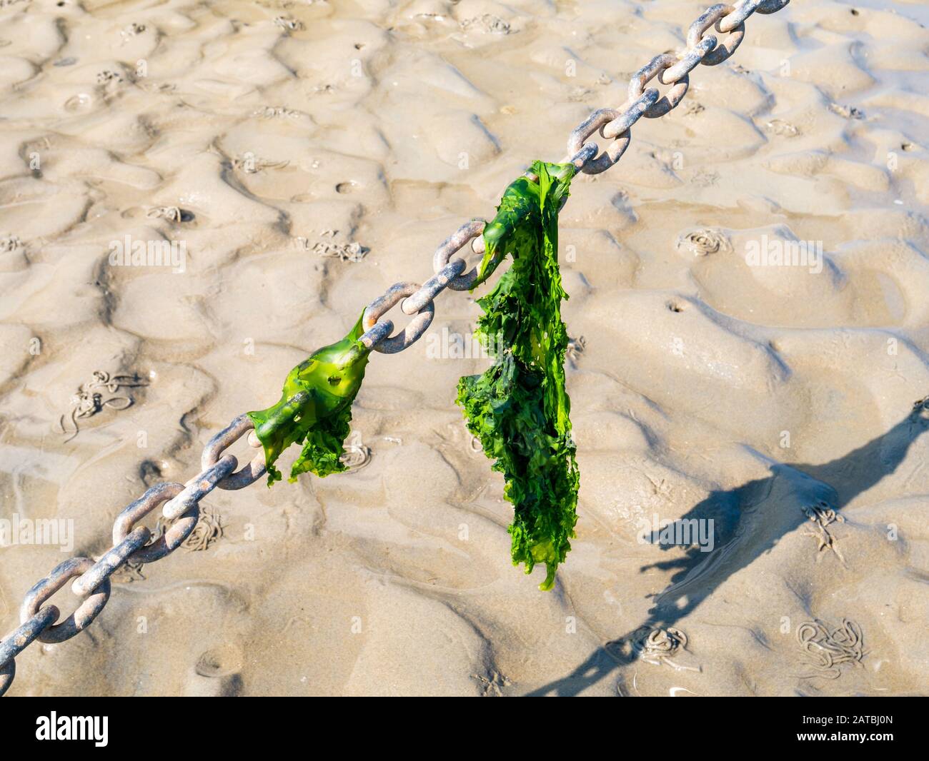 Sea lettuce leaves hanging on anchor chain on sand flat at low tide, Waddensea, Netherlands Stock Photo