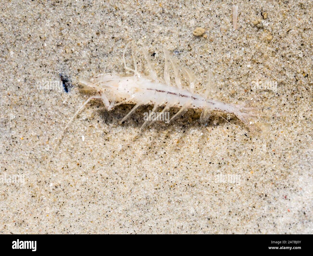 Common shrimp, Crangon crangon, on sand in shallow water at low tide of Waddensea, Netherlands Stock Photo