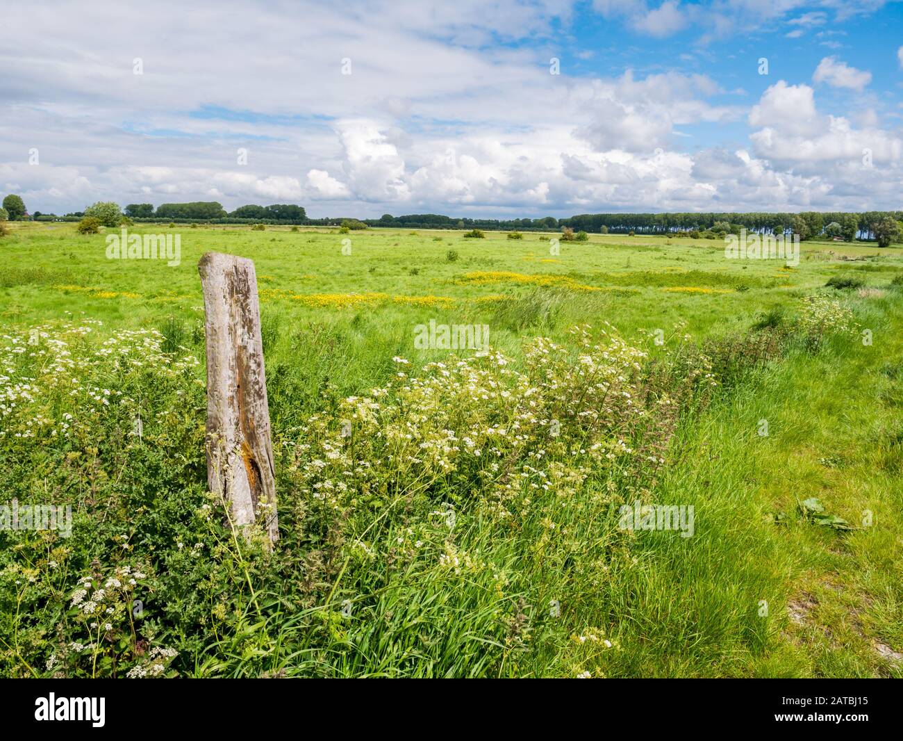Landscape with green meadows in polder near Damme in West Flanders, Belgium Stock Photo