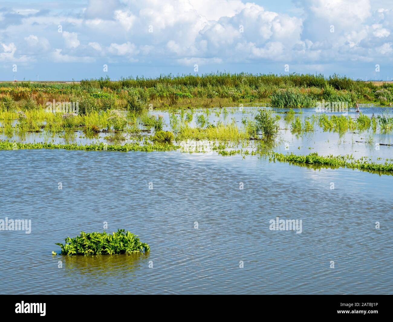 Marshland on one of artificial islands of Marker Wadden, Markermeer, Netherlands Stock Photo